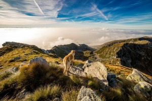 hund in den bergen