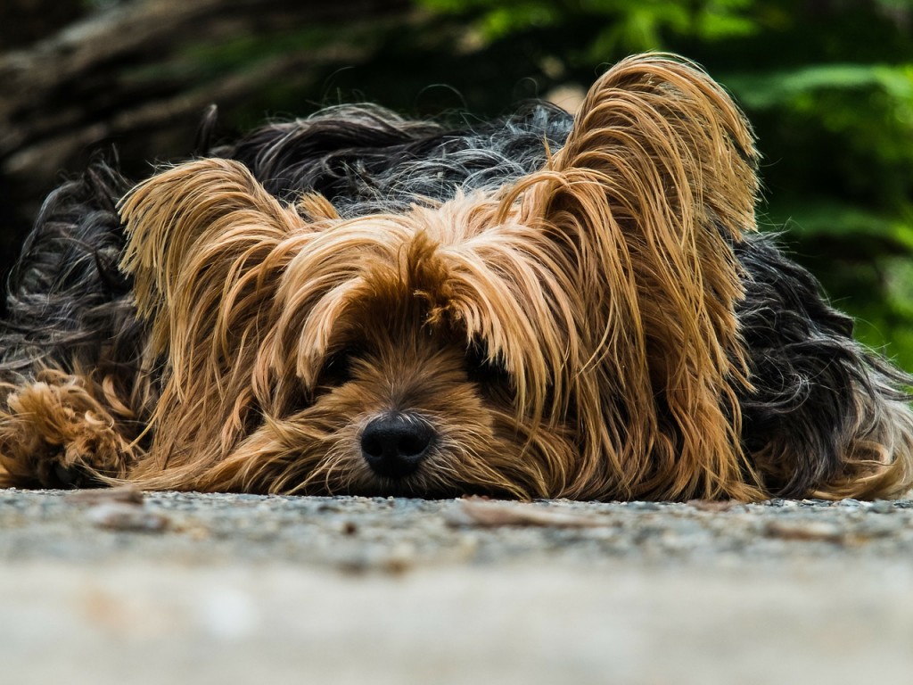 kleiner suesser hund